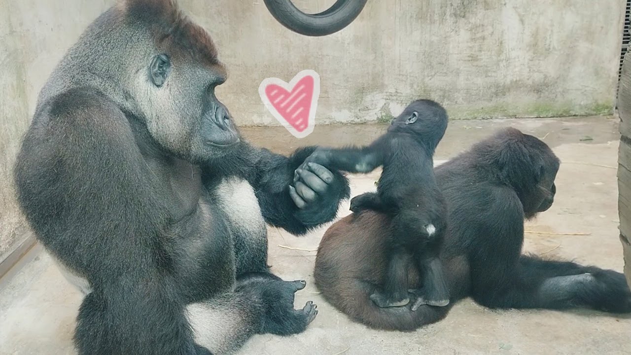 金剛迪亞哥與Iriki組 🦍👶🏻Gorilla D'jeeco and his wife Iriki, son Ringo