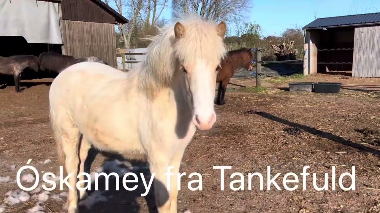 Óskamey fra Tankefuld - 9 mdr gammel