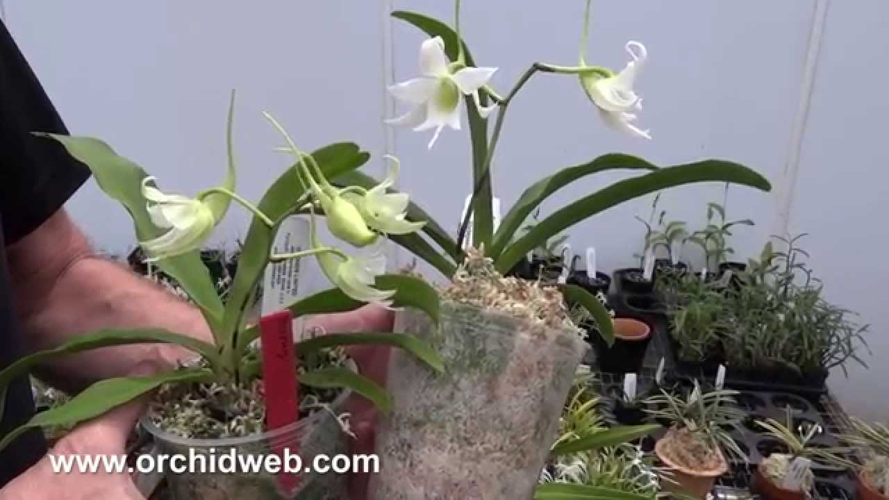 OrchidWeb - Sobenikoffia robusta