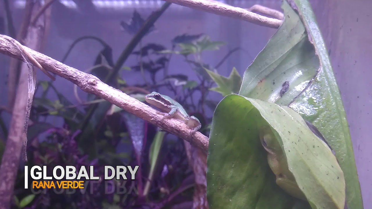RANAS VERDE ARBORICOLA 🐸🐸, CUIDADOS Y ALIMENTACION ¬ GLOBAL DRY 2020🐸🐸