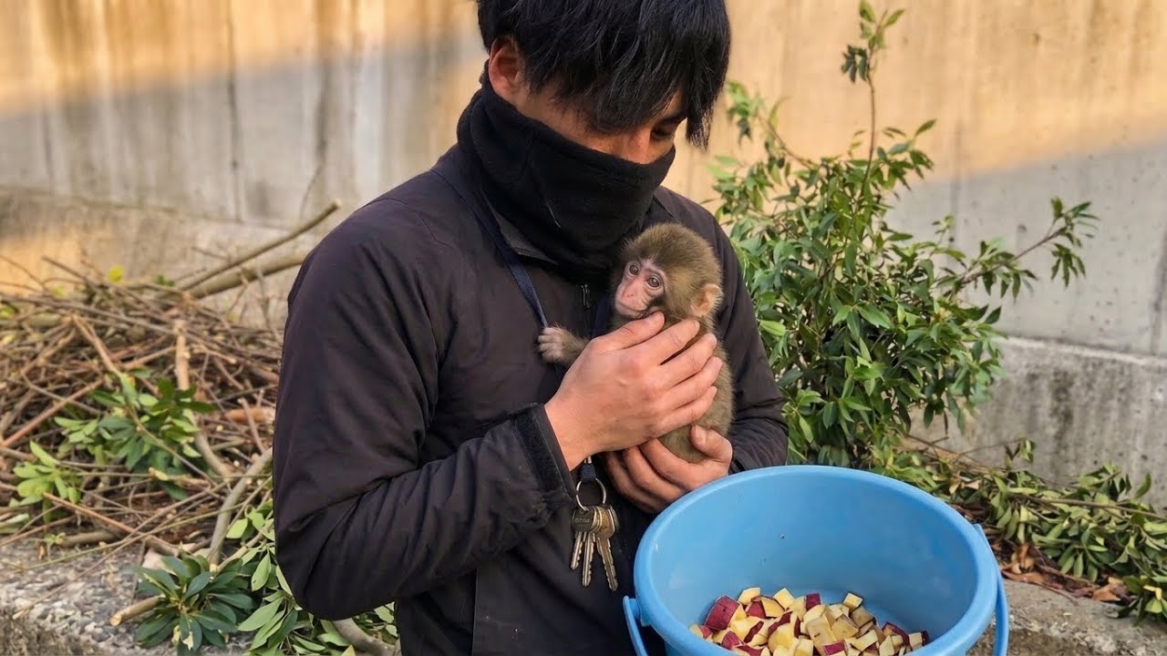 【Панч🐵】Малыш обезьянка в отчаянии потерял сокровище... Но его объятия с кипером растопят ваше сердце