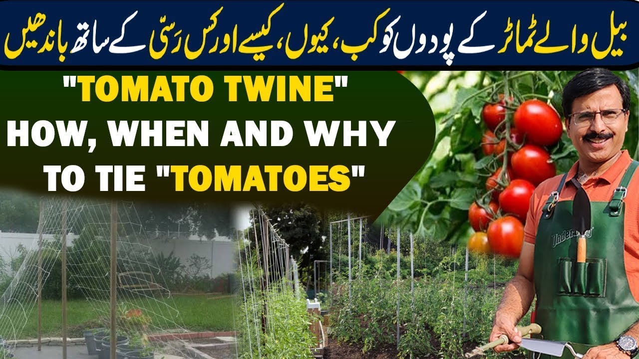 TOMATO TWINE | How, When and Why to tie Tomato plants  || Gardening With Javed Iqbal