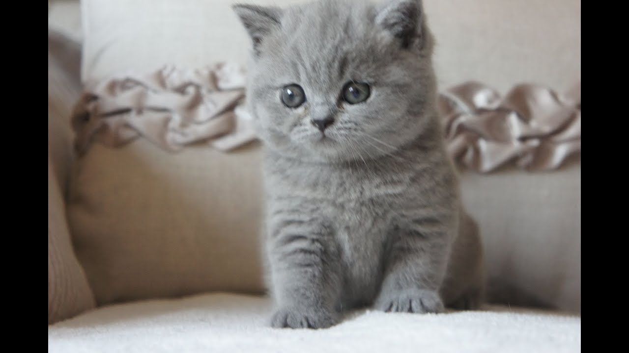 BRANDO- kot brytyjski niebieski British Shorthair Cattery