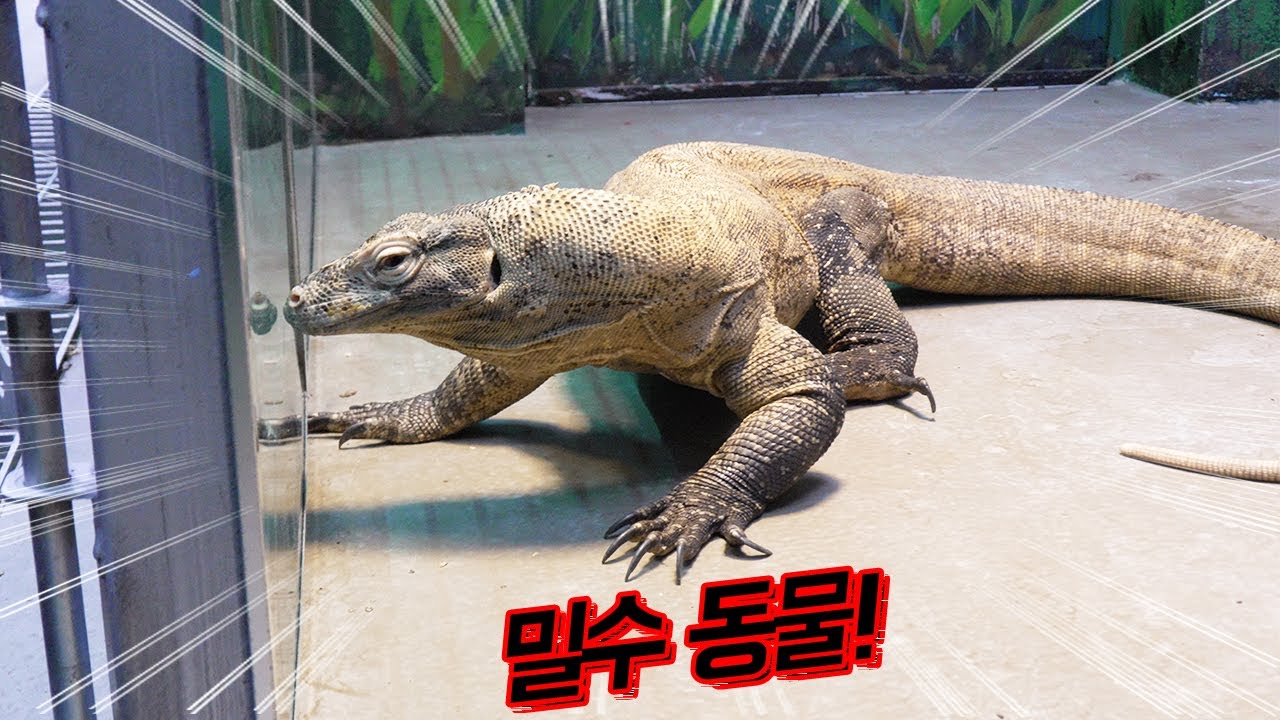 공항에서 밀수된 '코모도왕도마뱀'을 만나고 왔습니다! CITES동물 보호시설 탐방 1부!