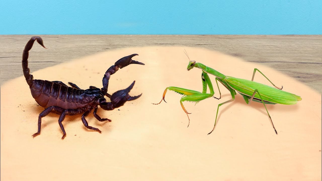 MANTIS RELIGIOSA vs ESCORPION