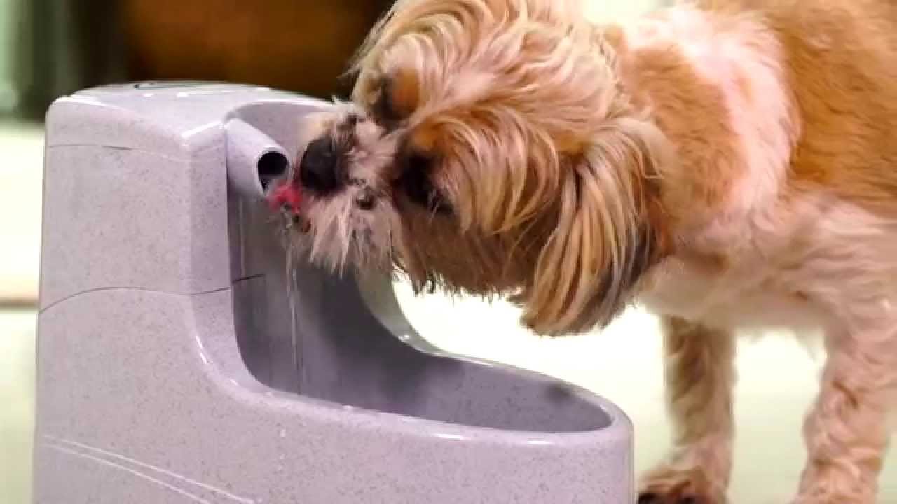 PetSafe&reg; Cat & Dog Products - For happy, healthy pets.
