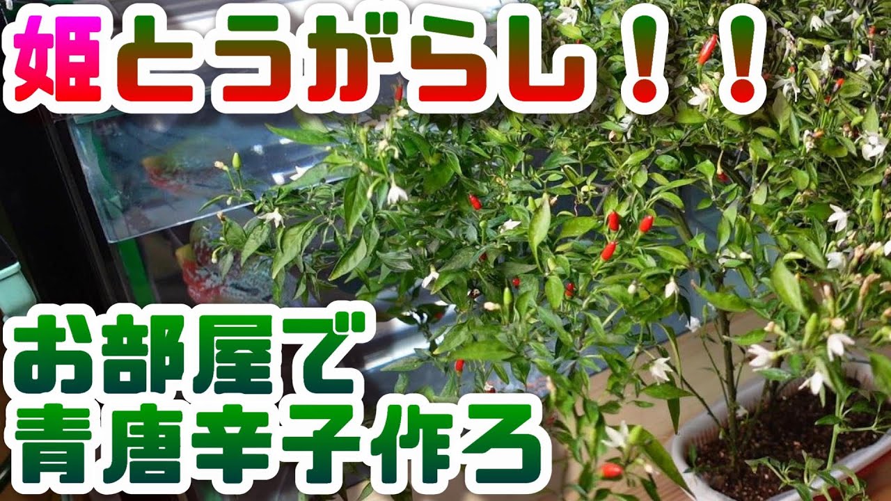 【水耕栽培大学】！お部屋で青唐辛子！！姫とうがらし作ってみた/Let's grow cute chili peppers in your room！！