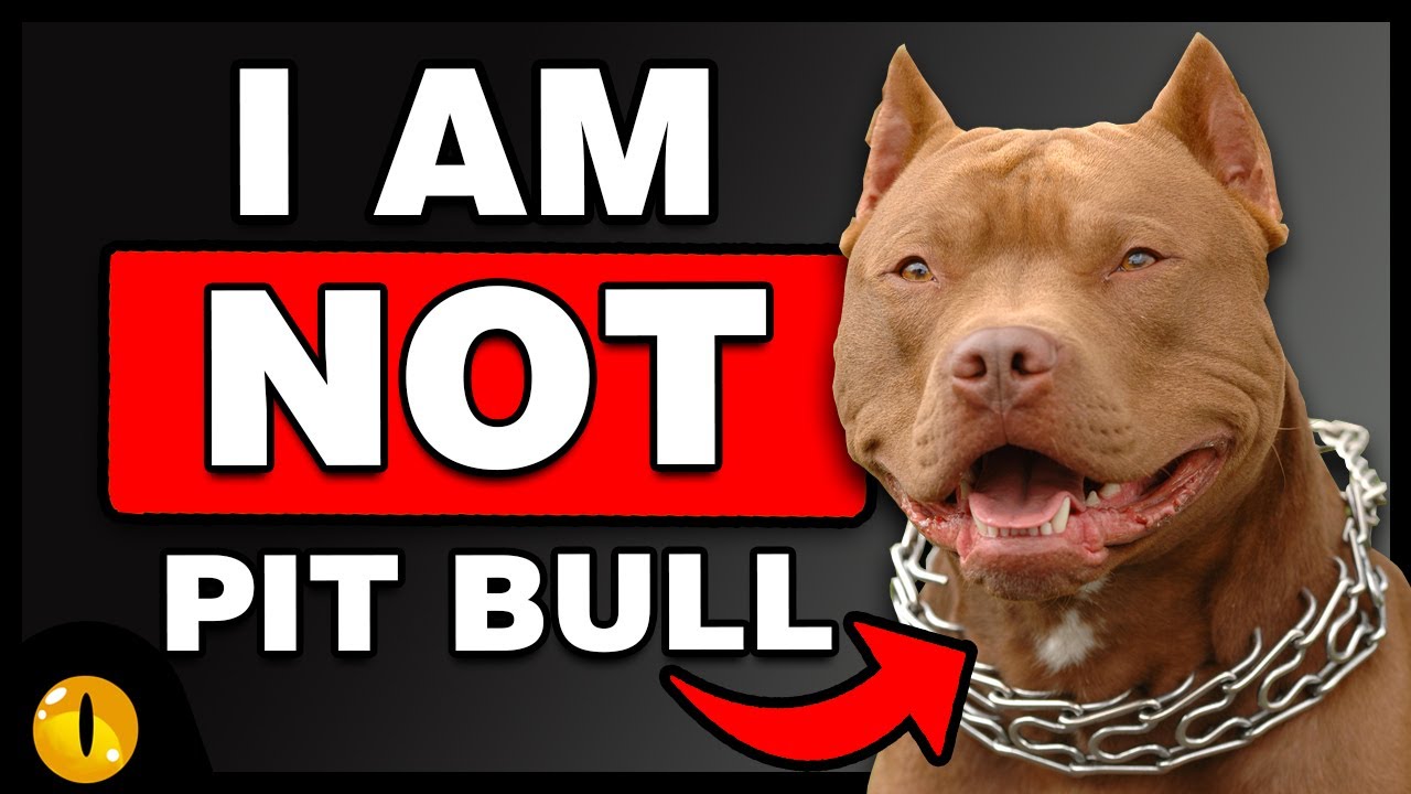 These 10 Dog Breeds look like American Pit Bull Terriers and often mistaken for one!