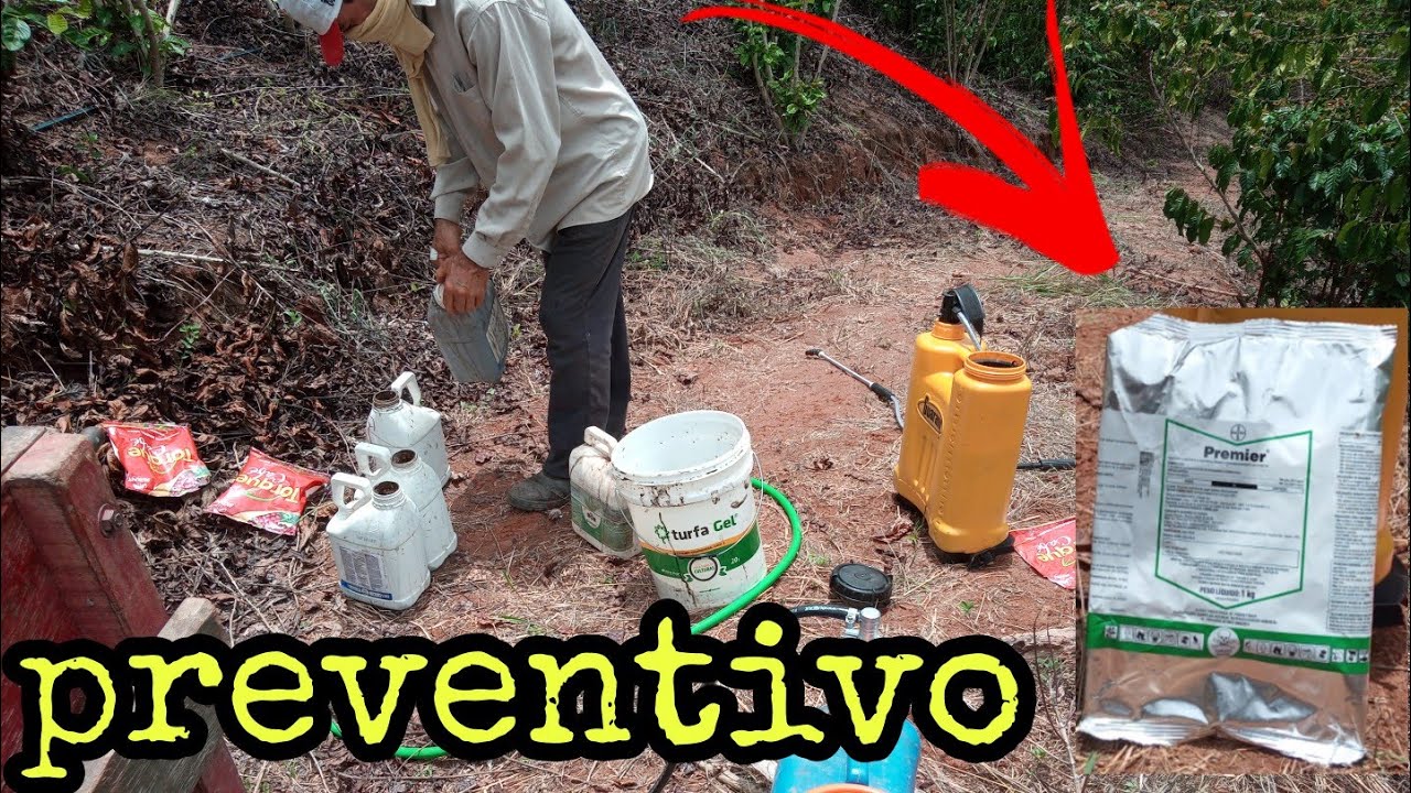CONTROLE DA COCHONILHA DO CAFEEIRO/ APLICANDO PREMIER COMO PREVENTIVO NO CAFÉ CONILON