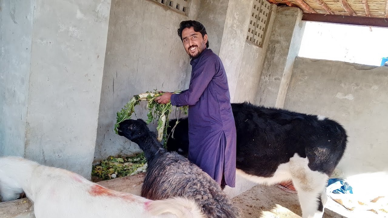 I Love My All Animals 😍 😍😍. 