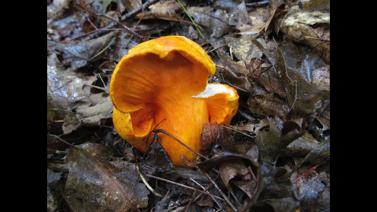 The Mikeology Store on the hunt for Lobster Mushrooms in Southern Minnesota