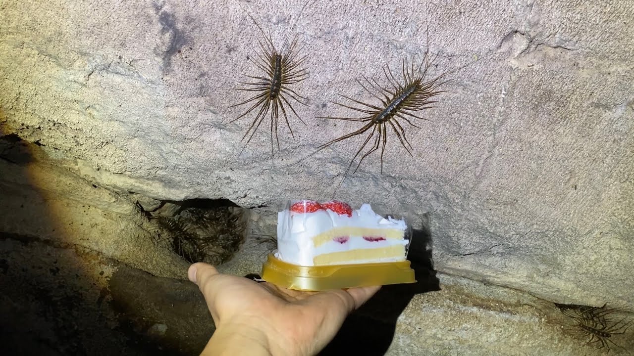 ゲジゲジにクリスマスケーキあげた