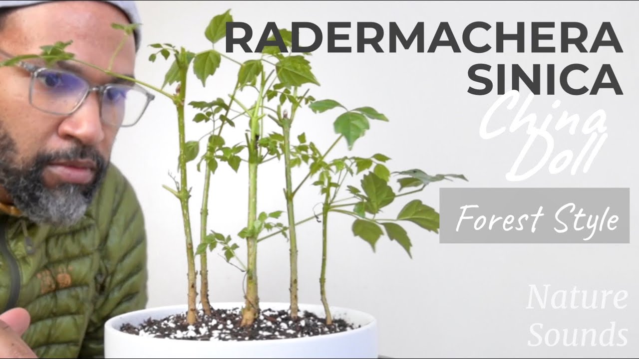 Planting a Forest of Radermachera Sinica, China Doll, April2022