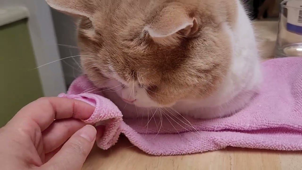 Fig likes pink towels