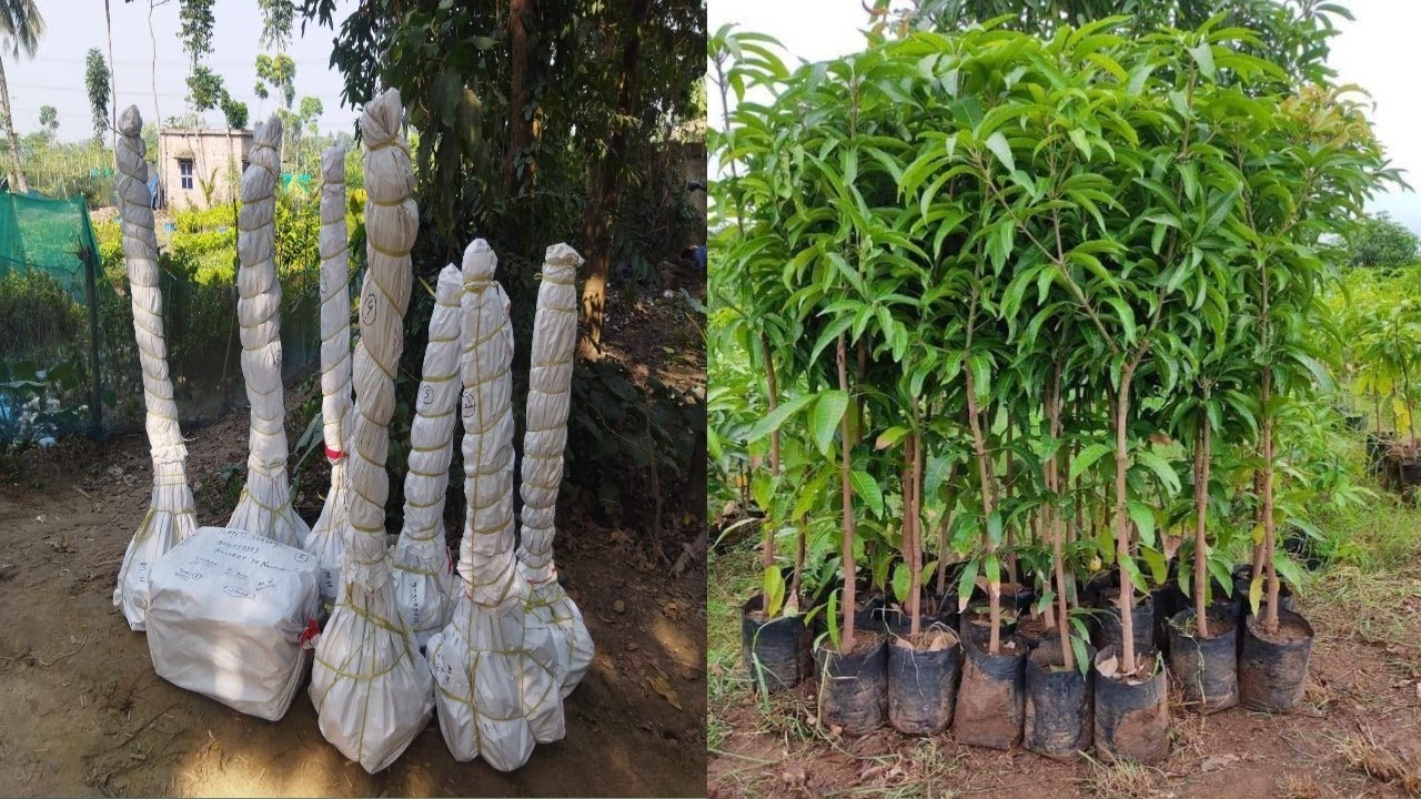 Miyazaki mango plant  ..an box video call me9382204308