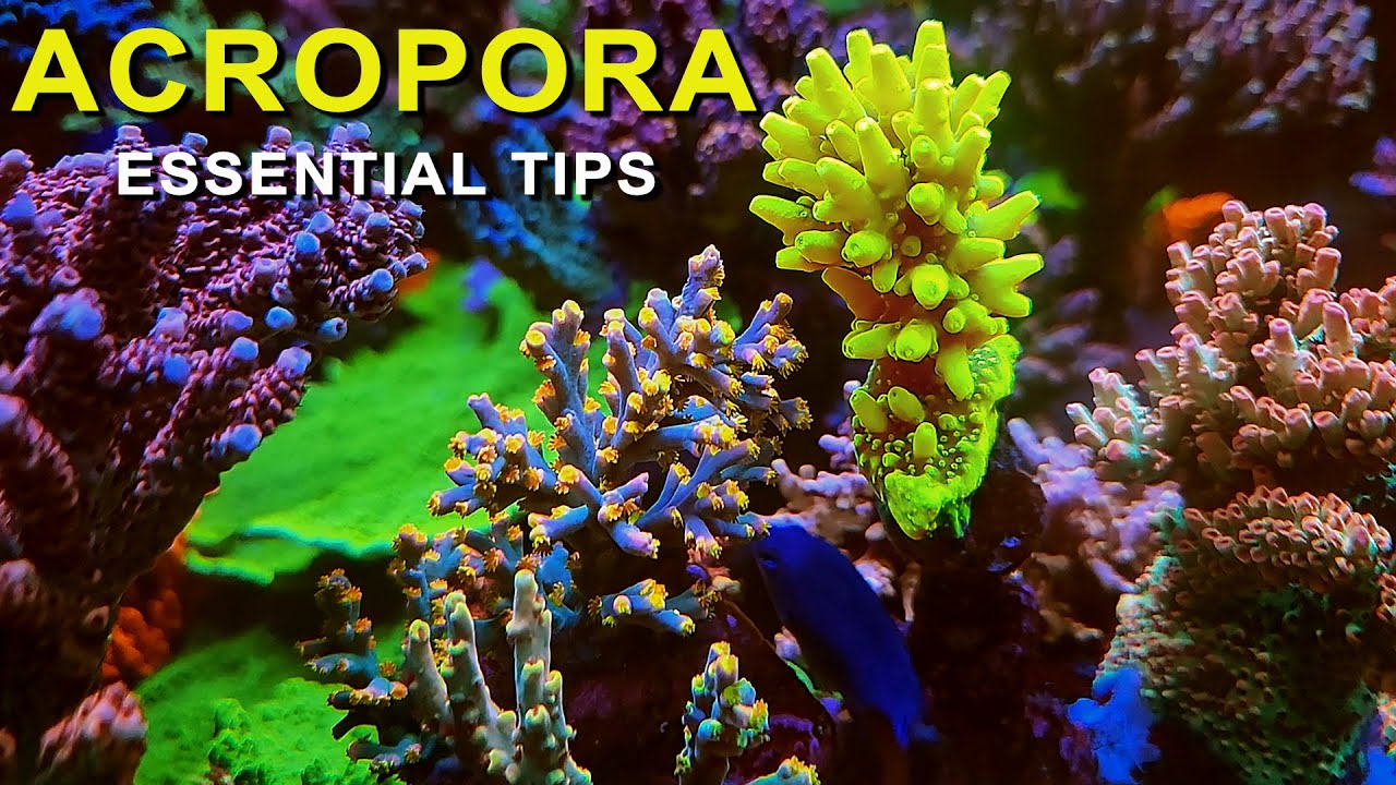 Mastering Acropora: Care Tips for a Thriving Reef Aquarium!