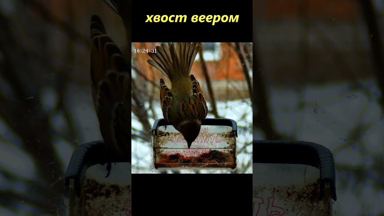 Хвост веером  #birds #birdcam #birdslover #sparrow #nature #livebirdstream