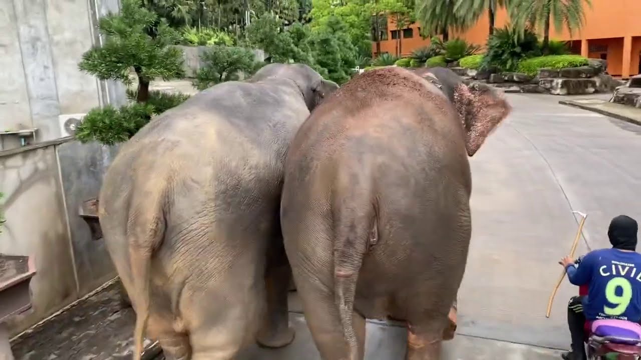 พาเจ้ลำพูนขึ้นสวนนงนุช😄เจออริเเม่ไพบูลย์ 2 เชือกเดือนหันตูดเมือนหมูเลย