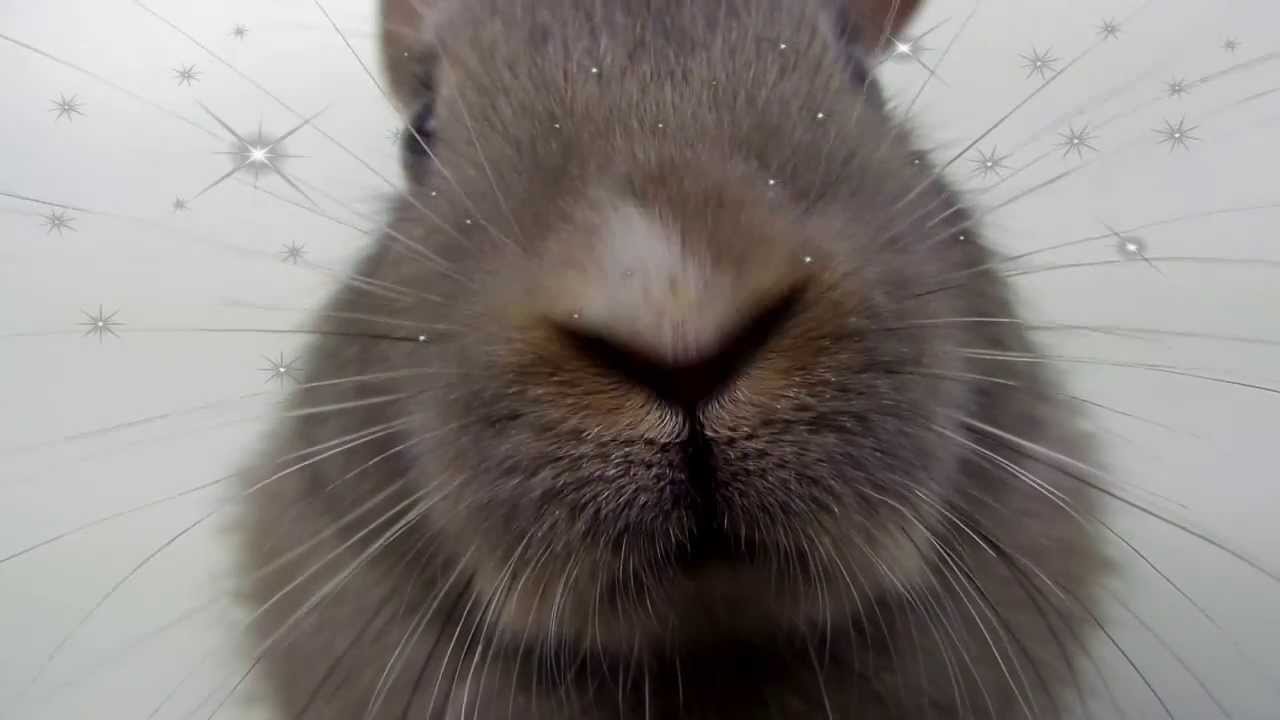 Bunny noses Twitching | So Adorable!