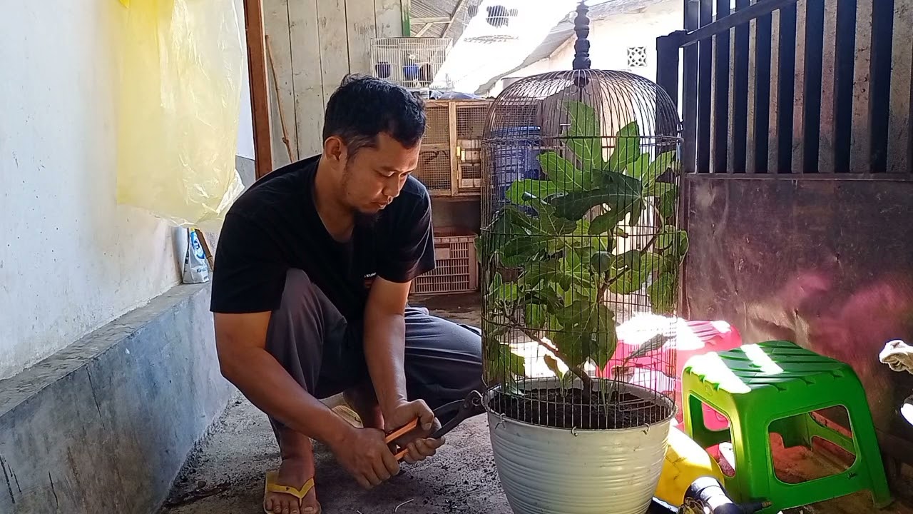 Membuat Kandang Burung Menggunakan  Sangkar Kapsul Dan Pot Tanaman