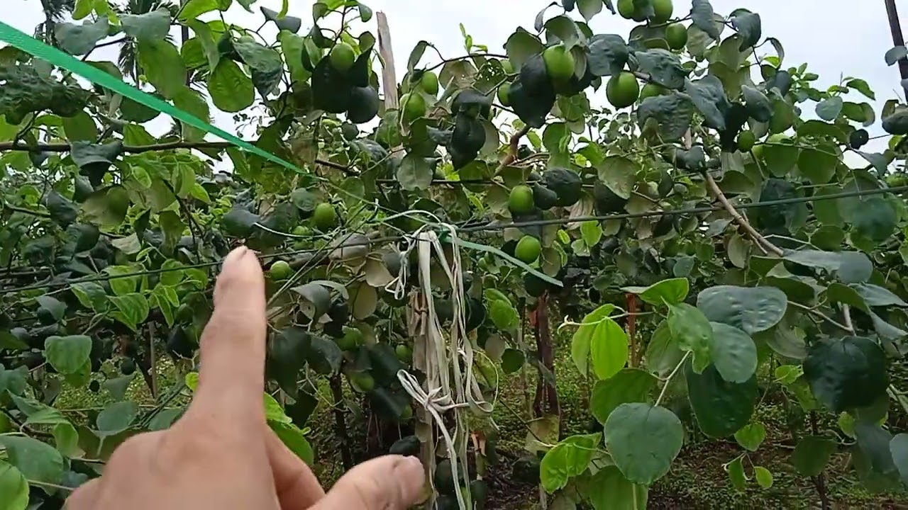 Kích quả táo đài loan
