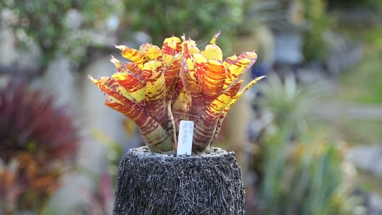 KIWI BROMS   BROMELIAD CONFERENCE AUCKLAND   MARCH 2023