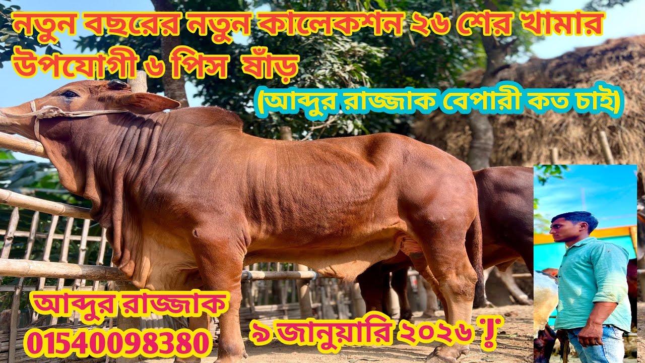 আব্দুর রাজ্জাক গিফারী বিগ বিগ সাইজের শাহীওয়াল ষাঁড় গরুগুলো কত দাম চায় #cow #unfrezzmyaccount 