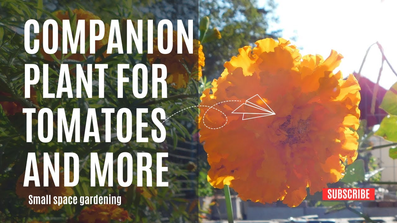 Discover The Perfect Companion Plants | To Boost Your Tomato Garden