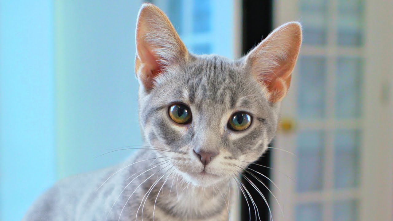 Our New Adopted Kitten Has A Name!