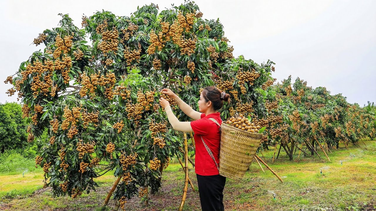 Harvesting 1000+Kg Longan Fruit Across The River Go To Sell | Pure Harvest Life