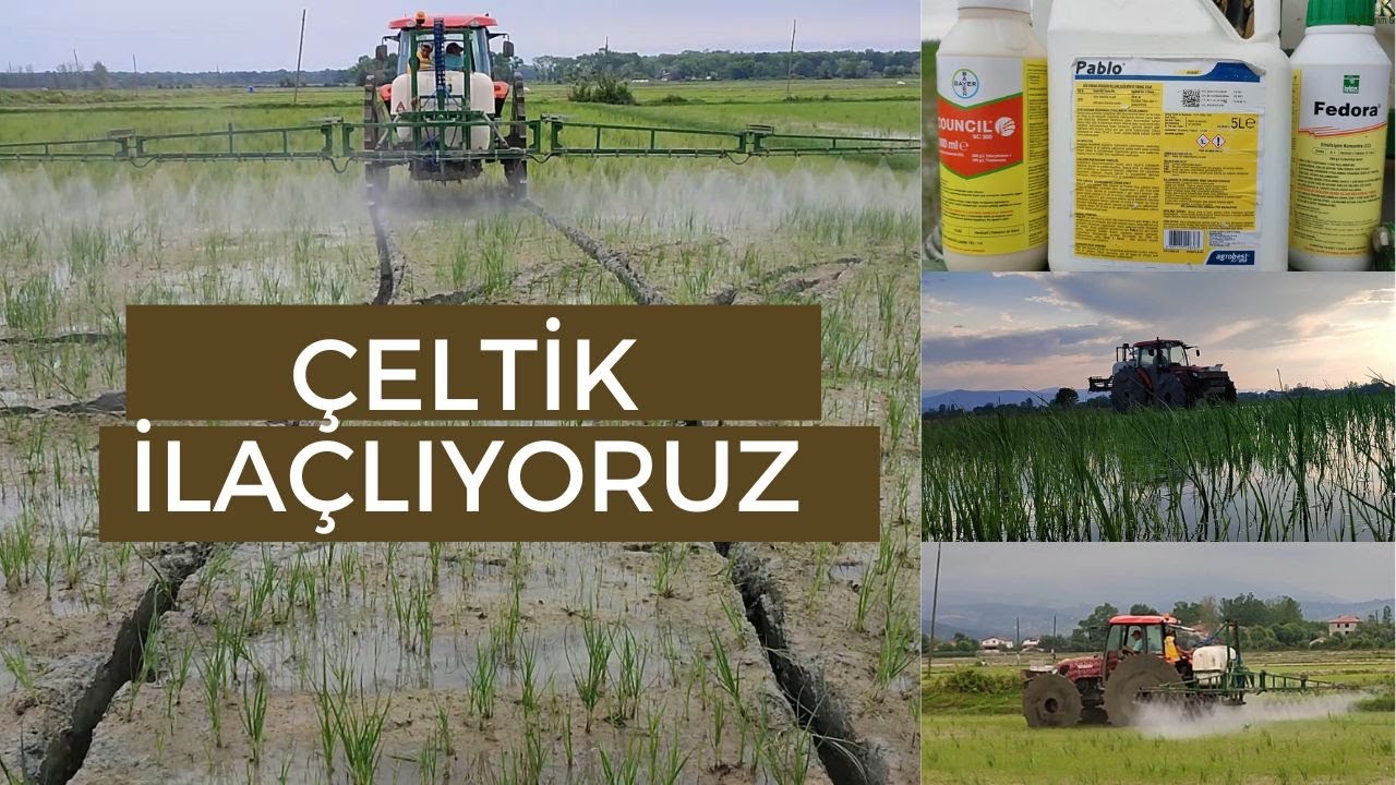 İLAÇLAMA YAPTIK , YABANCI OTLARIN TEPESİNE BİNİYORUZ