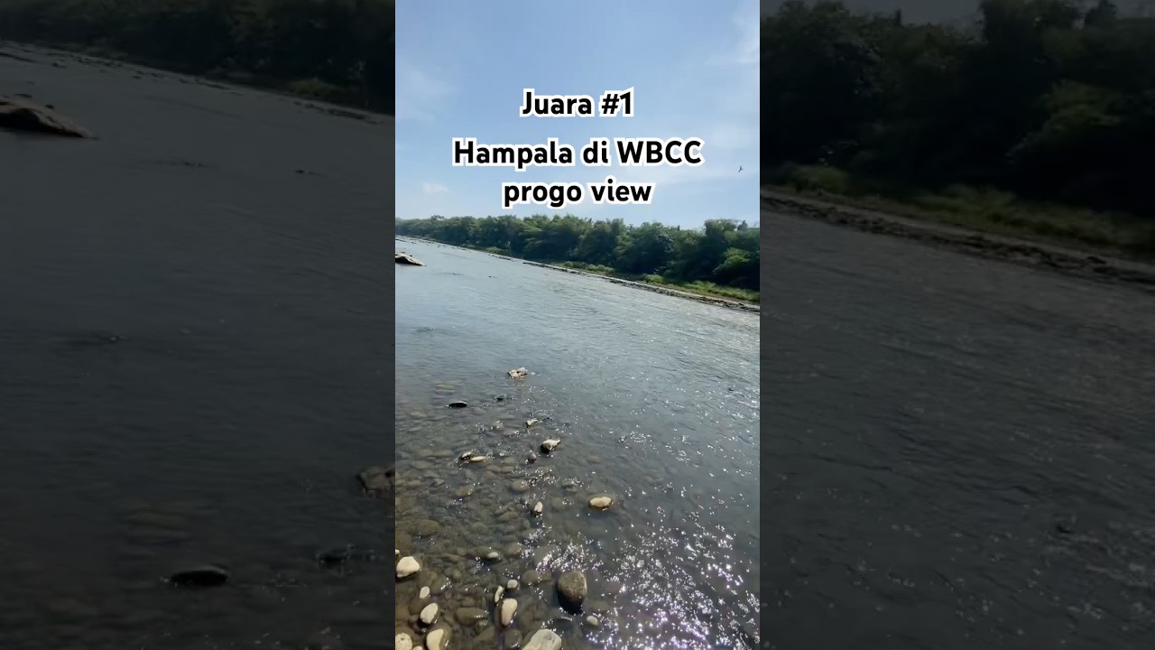 Juara 1 Hampala 45cm acara WBCC #wbcchampion #hampalababon #hampalajogja #hampala #angler #fishing