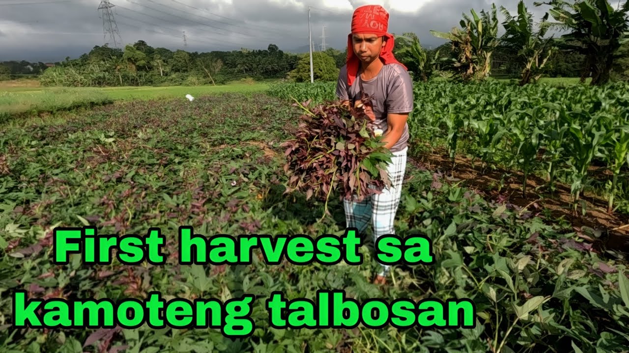 Talbosan na kamote first harvest