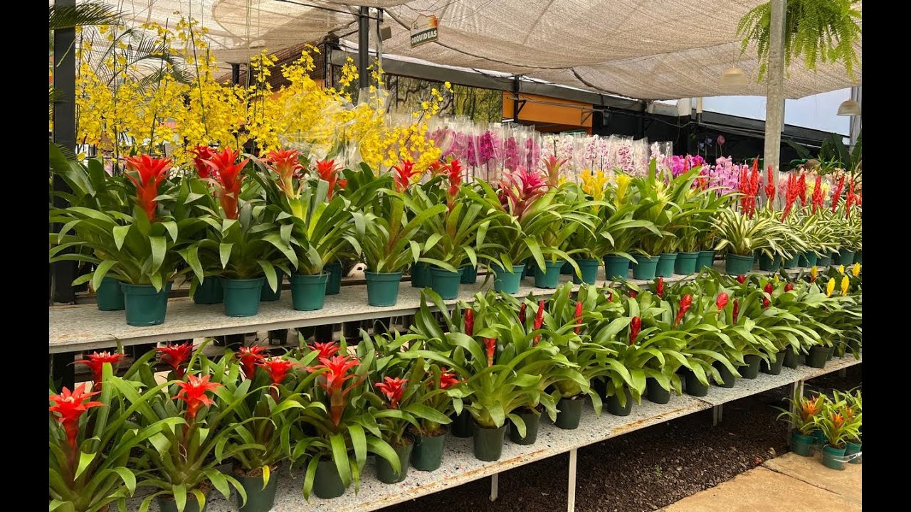 MUITAS NOVIDAES E ÓTIMOS PREÇOS NESSA FLORICULTURA. DIA DAS MÃES  CHEGANDO...  Ateliê Florescer