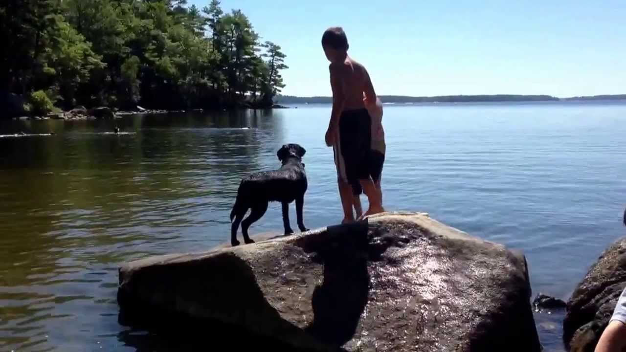 Our black lab puppy 1st swim starts with a near drowning!