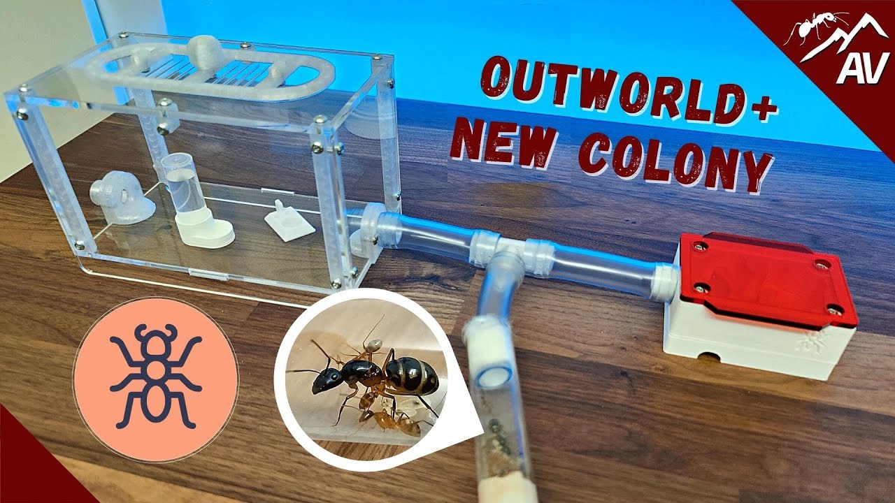 Esthetic Ants Medium Outworld & New Ant Colony!