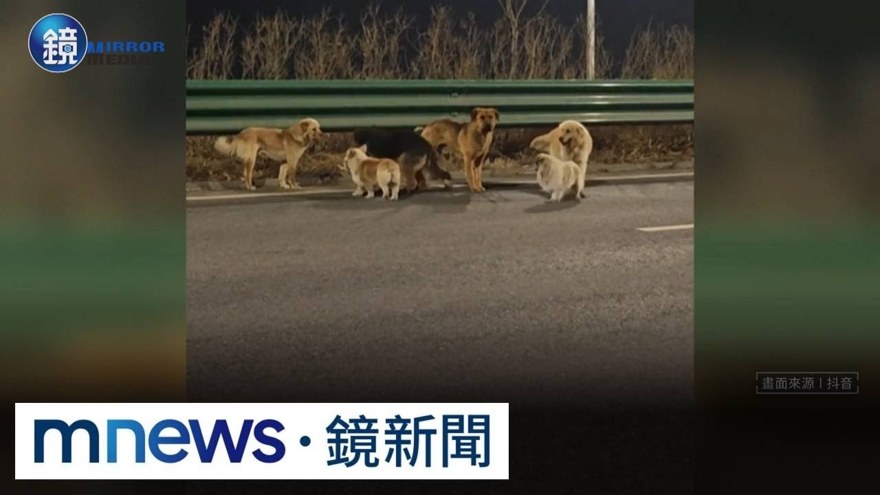 7犬結伴逃17公里回家　結局反轉！網友：還我眼淚｜鏡週刊Ｘ鏡新聞