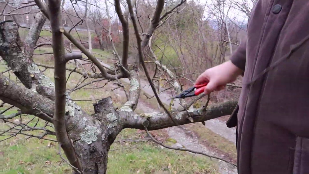 COME E QUANDO POTARE UNA PIANTA DI MELO 🍎e  PERO 🍐\ sua maest&agrave;