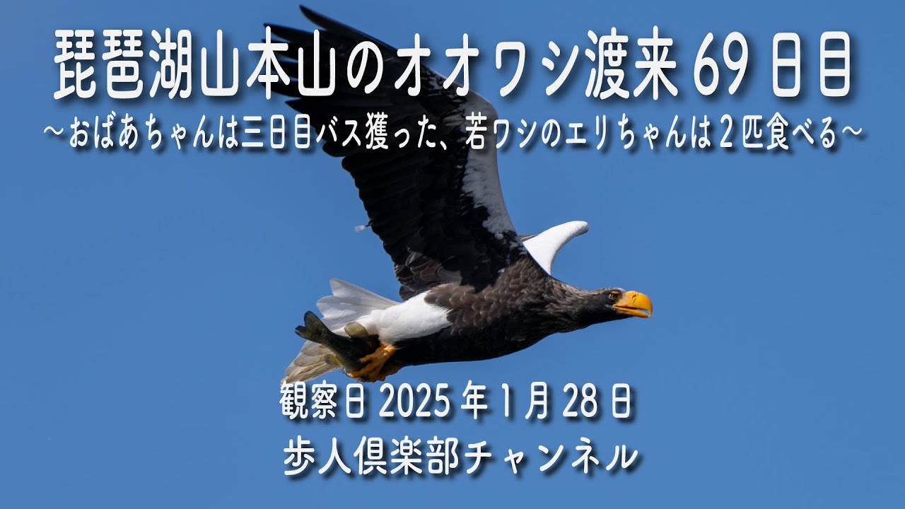 琵琶湖山本山のオオワシ渡来69日目　No.14　2025年1月28日 おばあちゃん3日ぶりに狩りに成功　若も2匹獲った　カワアイサ、マガモ、ホオジロガモ、ミサゴなど