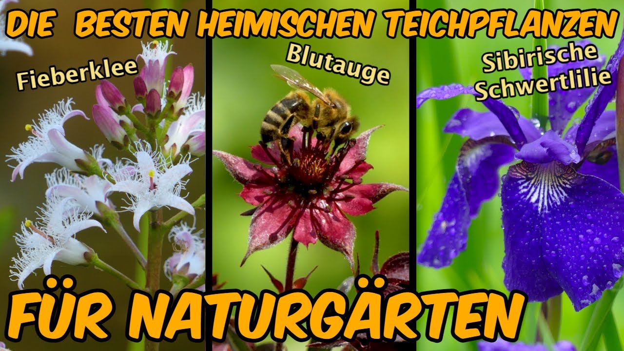 Teich: 10 Heimische Wildblumen f&uuml;r die Gartenteich-Bepflanzung: Von Fieberklee bis Sumpf-Blutauge