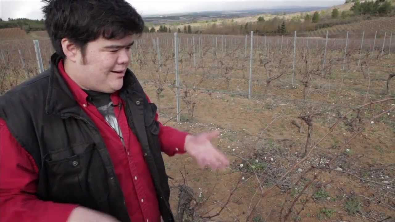 Cane pruning Types of Grapes - Cabernet Sauvignon & Merlot Cane Prune Grapevines