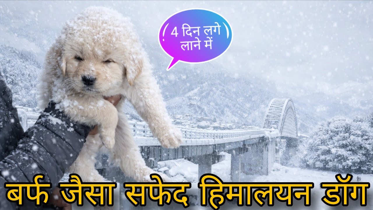 Searching Himalayan Sheepdog white colour bhotia dog Gaddi kutta Uttarakhand Wale