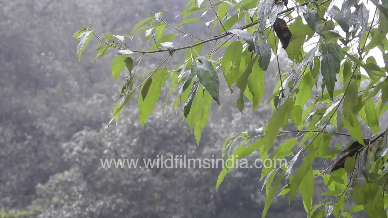 Mists move in over thick Oak forests in the middle Himalaya, as the monsoon releases its fury