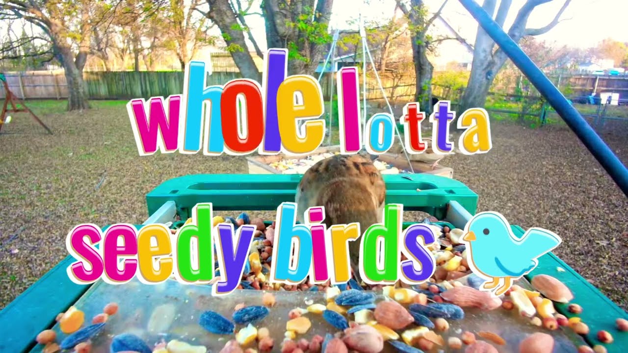 Whole Lotta Seedy Birds 🐦#asmr #birds #birdsong #birdcam #naturecam 