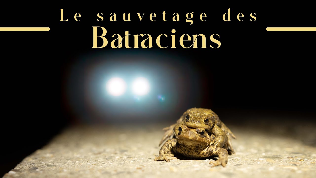 Op&eacute;ration sauvetage - &Agrave; la rescousse des batraciens !
