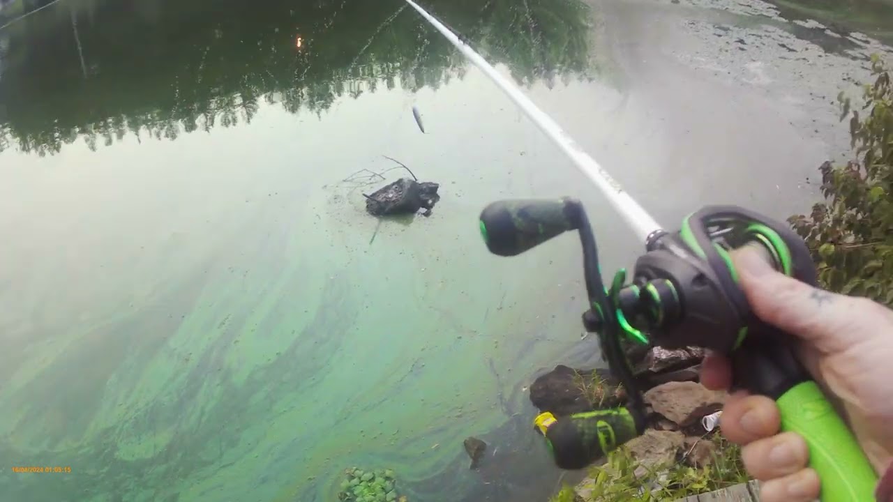 Smallmouth waffles a brand new Strike King KVD Sexy Dawg!
