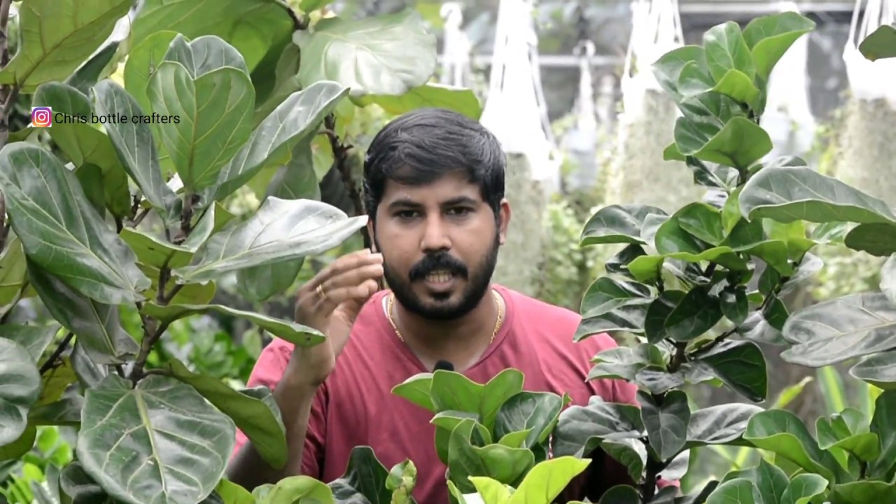 FIDDLE LEAF FIG indoor plant (FICUS LYRATA) care tips and full information in മലയാളം ..