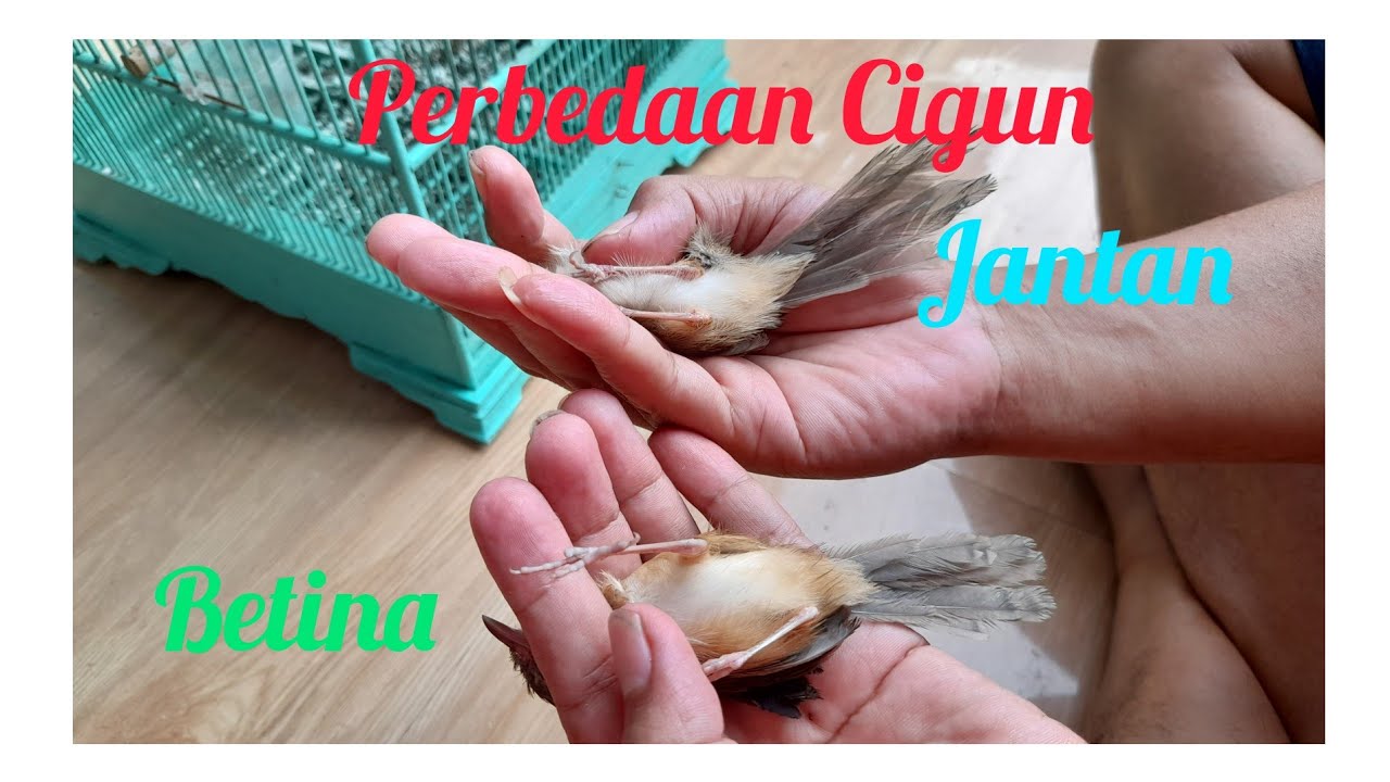 Perbedaan Cigun Jantan dan Betina Akurat