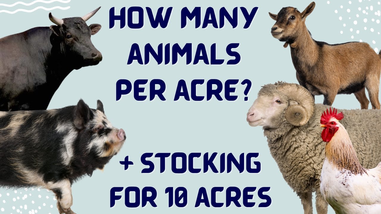 How Many Animals Per Acre? + How to Maximize 10 Acres
