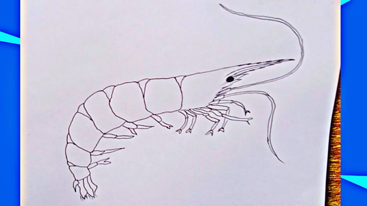 How to draw prawn fish | Shrimp drawing tutorial | চিংড়ি মাছ আঁকা সহজে | Rumana Meem